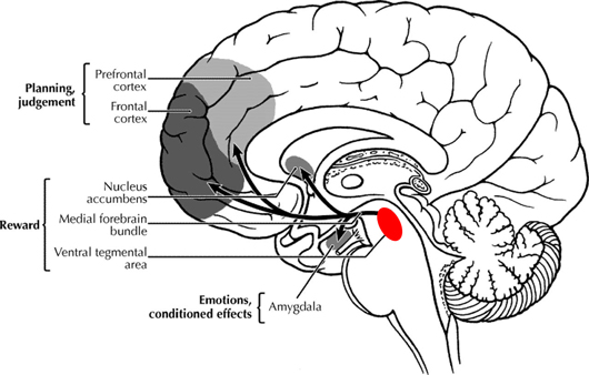 Brain of modern humans, a red maker is group of neurons A10（VTA）