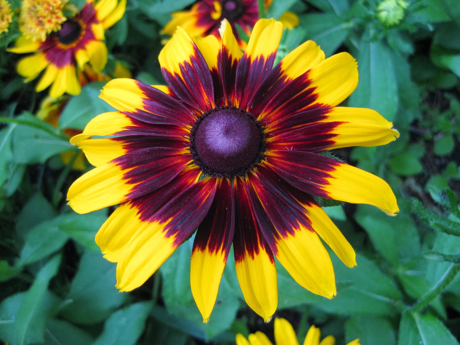 Rotary Botanical Gardens Hort Blog Glorious Gloriosa Daisies