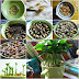 How to Grow a Lemon Tree from Seed in a Pot Indoors