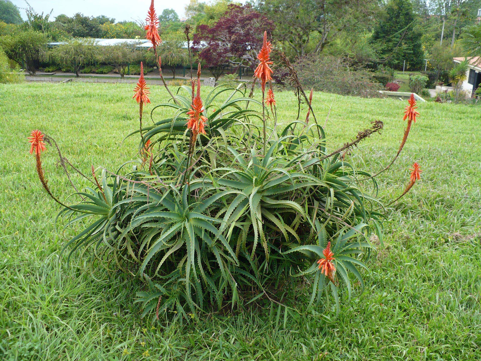Aloe arborescens Wikipedia