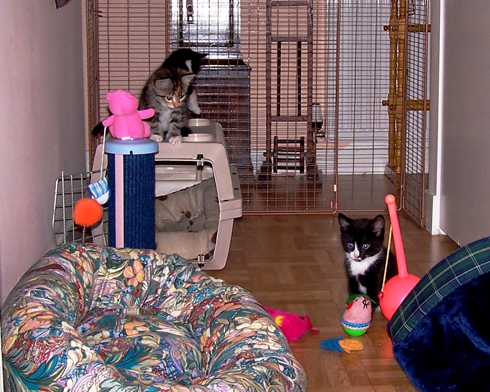 Living with Cats How To Keep Indoor Cats Entertained