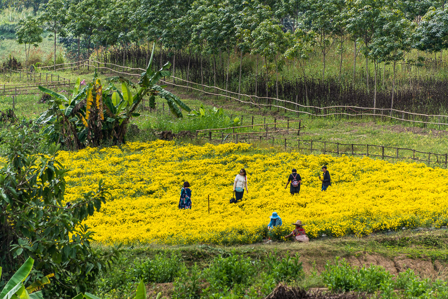 A trip to the neighborhood of the Pai