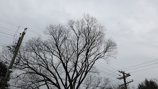 tree in D.C., January 12, 2016, 11:29:00 AM