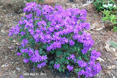 Vibrant mauve rhodo bloom lights up the Gardens. Small shrub rhodo with deep mauve-lilac blossoms in full bloom.