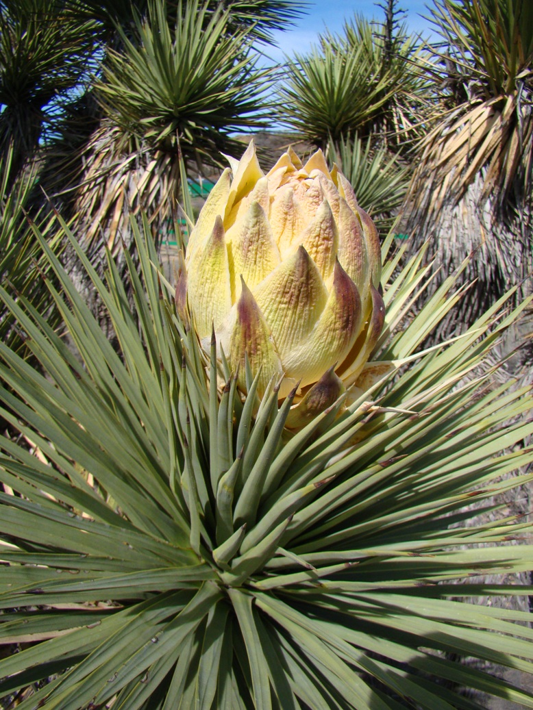 Geotripper Joshua Trees Blooming Across the Southwest Is it a problem