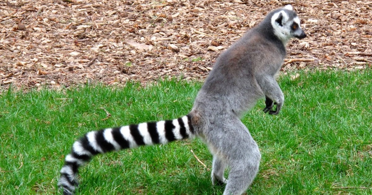 Ring Tailed Lemur Pets
