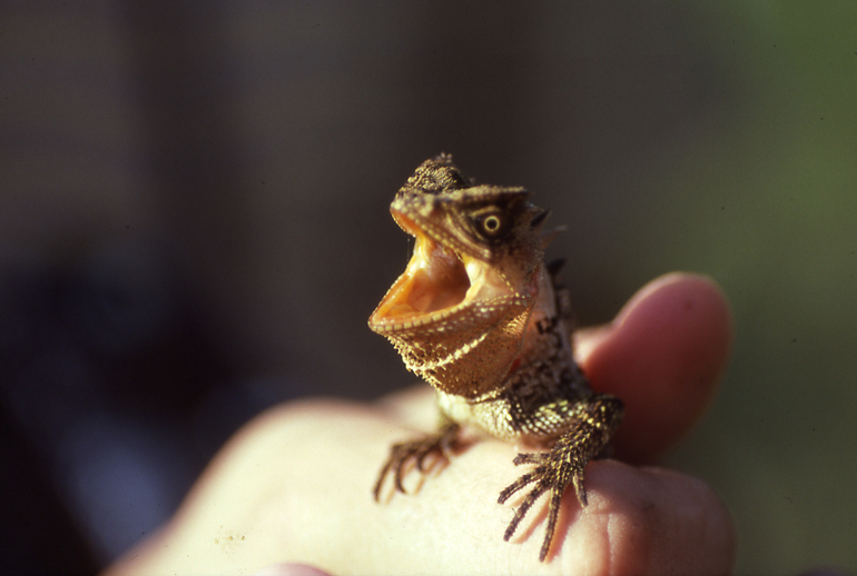 real monstrosities february 2015