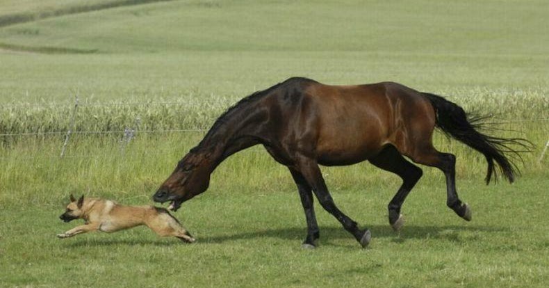 Funny Horses Wallpapers - Entertainment Only