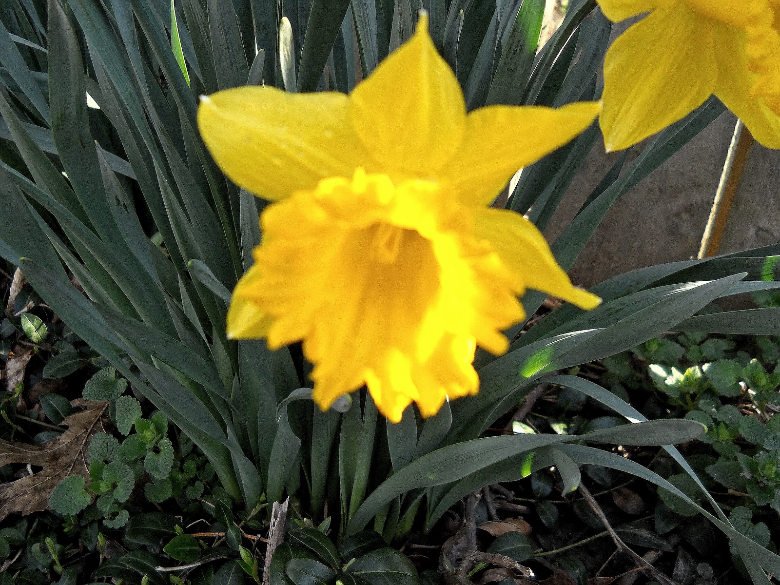 ___prh...a day in the life.... March Flowers, and Other Visions....