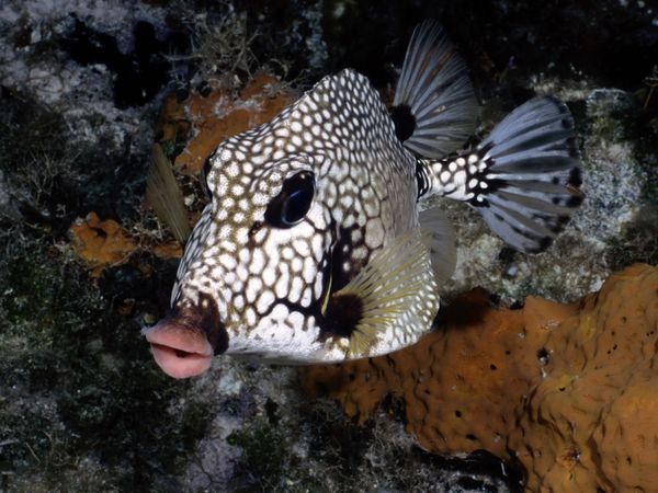 20 Beautiful photos of underwater creatures, underwater photos, beautiful creatures, underwater creatures, beautiful animal pictures, animal photography