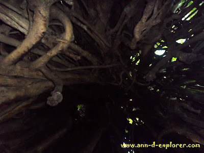 Millenium tree