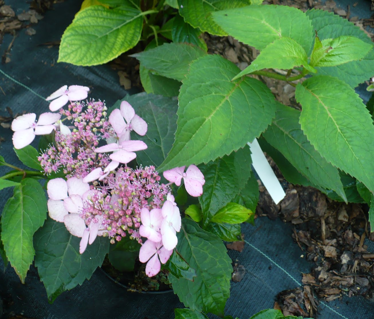 Hydrangea Hortensja Lipca 2013