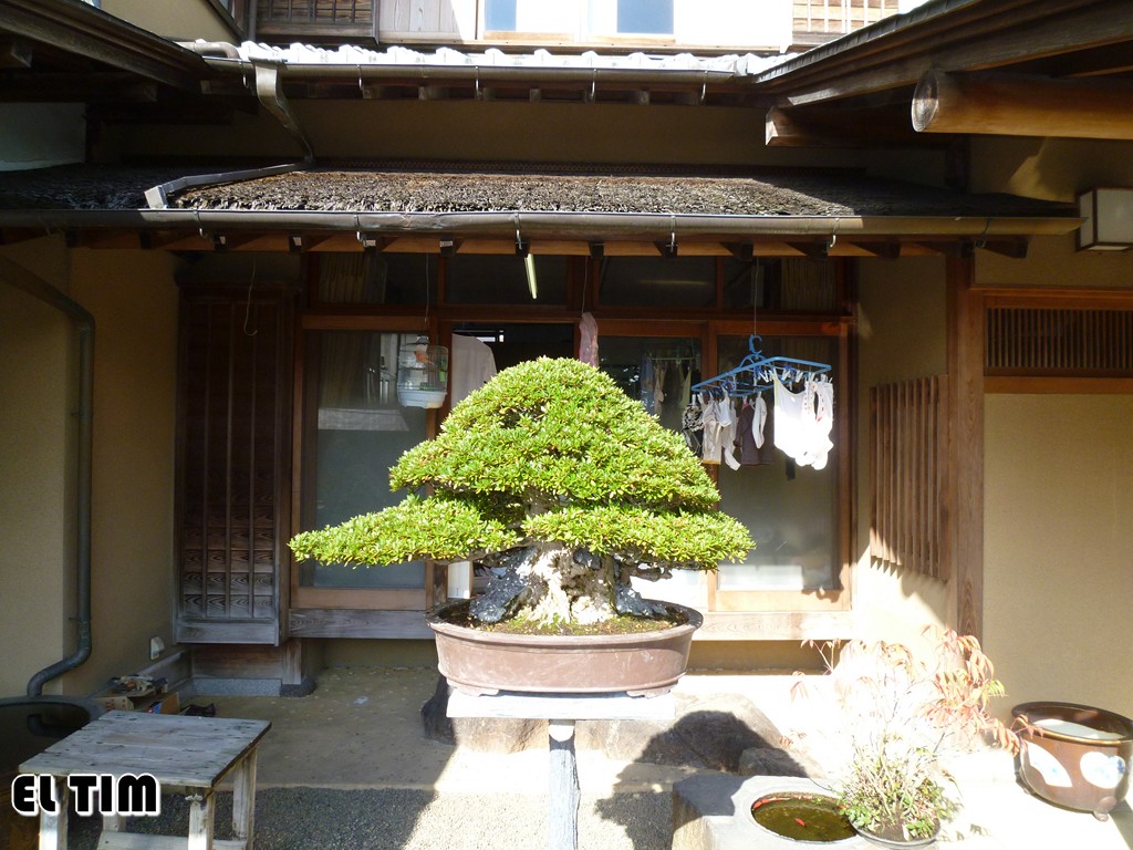 El Tim Bonsai: Japón 2ª parte, 3 El jardin de Kunio-Kobayashi