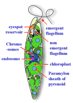 CIRI-CIRI PROTISTA | JDSK labeled paramecium diagram 