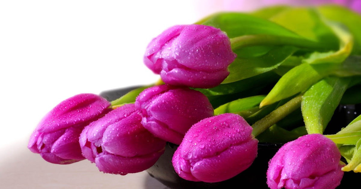 Purple Tulips Flowers Wallpapers ~ Desktop Wallpaper