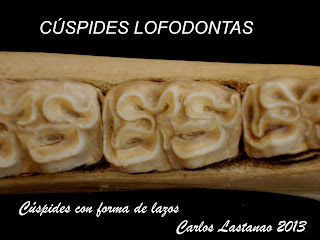 DIENTES ALIMENTACION dientes alimentacion: