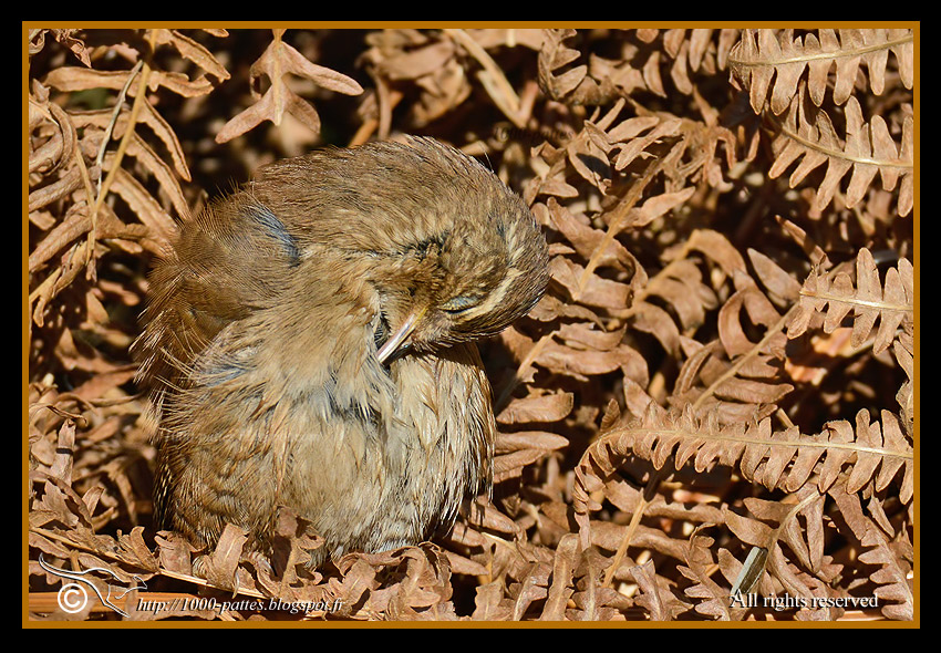Troglodytes troglodytes - http://1000-pattes.blogspot.com/