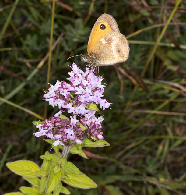 Gatekeeper, Pyronia tithonus., on Wild Marjoram, Origanum vulgare. Hutchinson's Bank, 21 July 2015 Gatekeeper, Pyronia tithonus., on Wild Marjoram, Origanum vulgare. Hutchinson's Bank, 21 July 2015