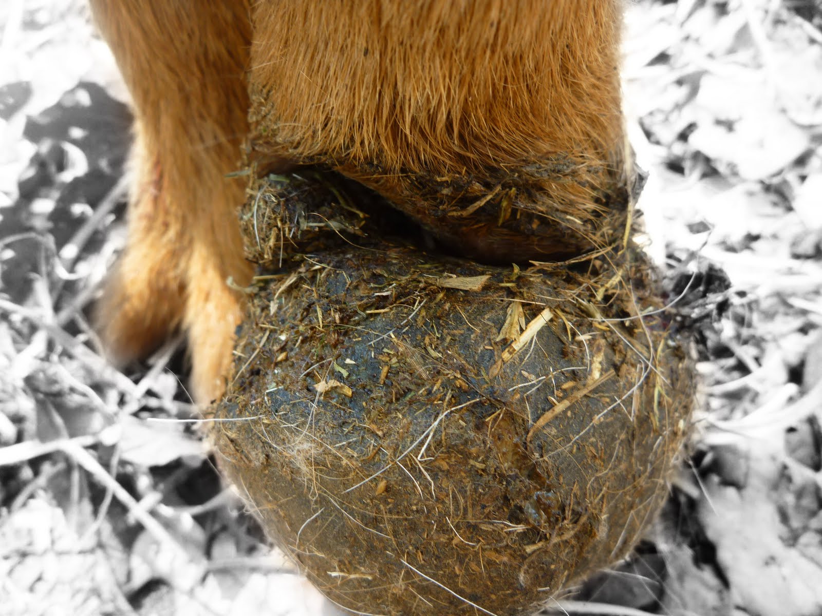 7 Thunders Ranch Ginger's hoof Canker