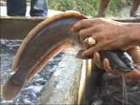 Peluang Bisnis Rumahan Di Pedesaan Peluang Bisnis Rumahan Di Pedesaan