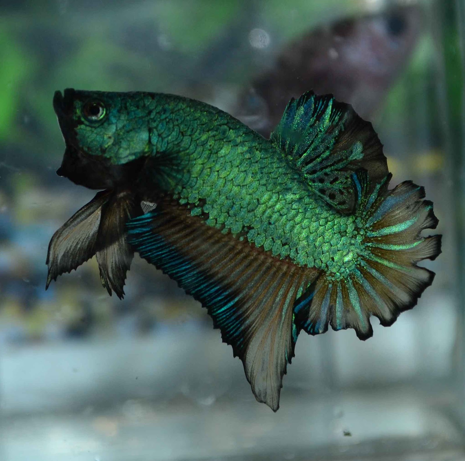 Betta Fish Afira Betta HMPK 12 SEPT 2012