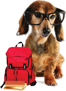 school for dogs the most charming dogs in the world school for dogs school for dogs the most charming dogs in the world school for dogs