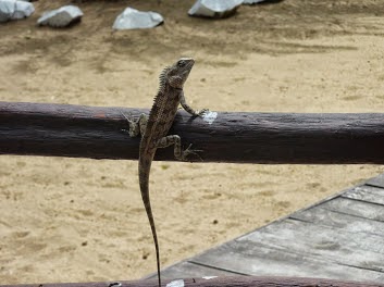 Kalpitiya au Sri Lanka