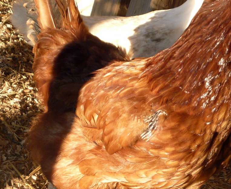 Feather Loss in Chickens Causes and Prevention Methods Fresh Eggs