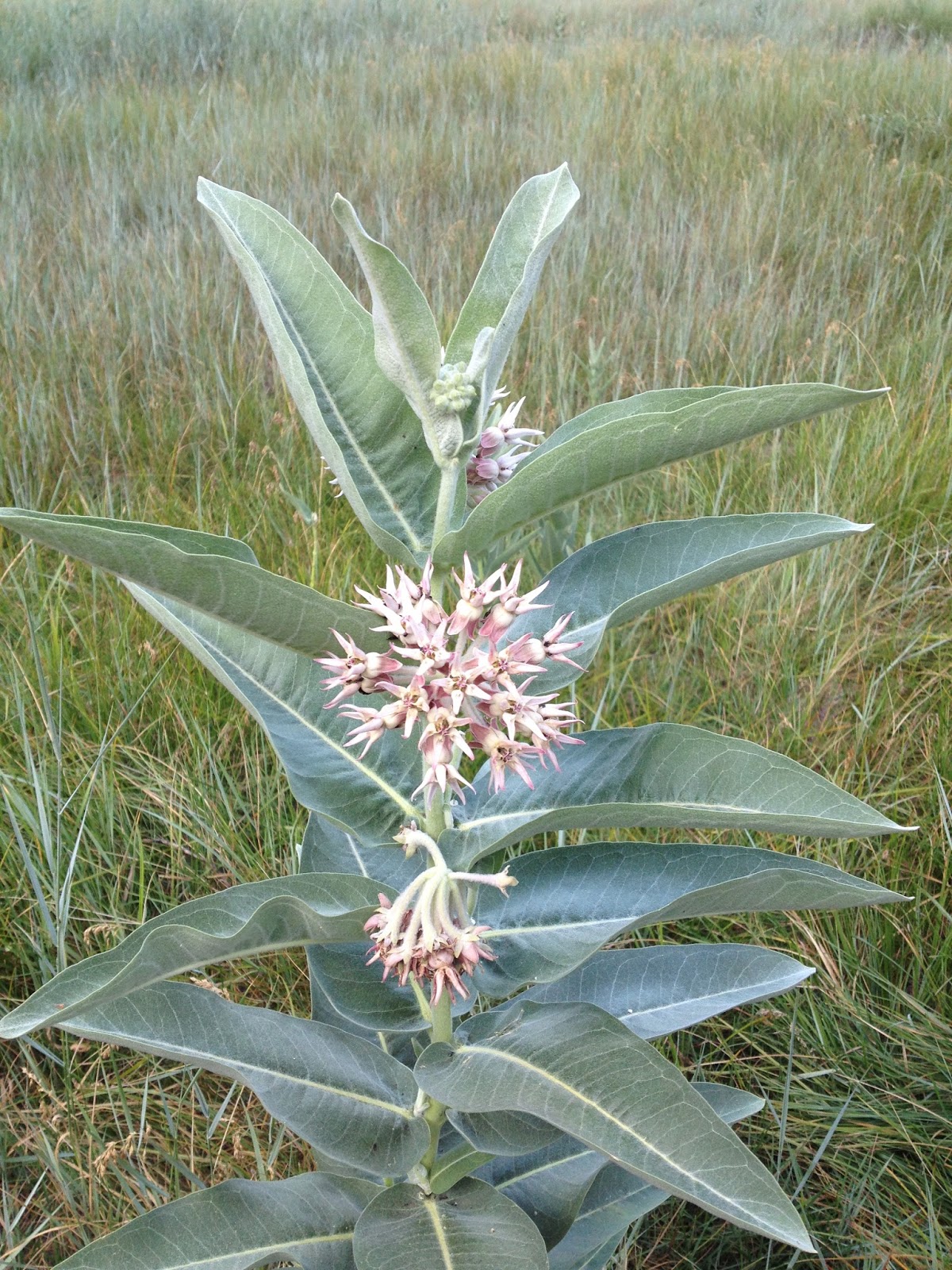 How To Keep Your Baby Safe From Milkweed This Summer - qn77mb8