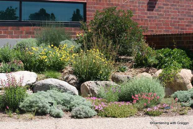gardening with greggo xeriscape
