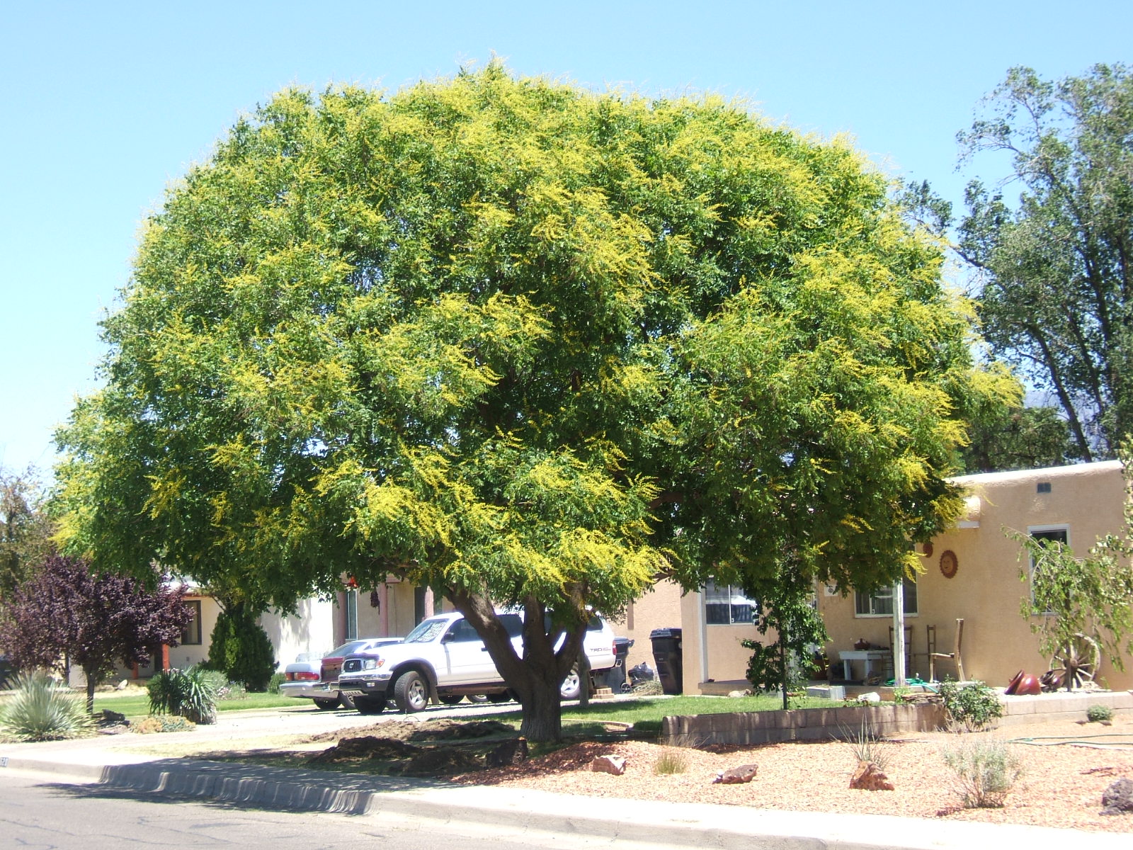 Shade Trees for Small Spaces