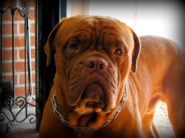 Murrieta365 The Dogue de Bordeaux, Bordeaux Mastiff or French Mastiff or Bordeauxdog, whatever you want to call him is fine.  His given name is Mopar.