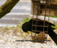 Blackbird feeding on birdfeeder