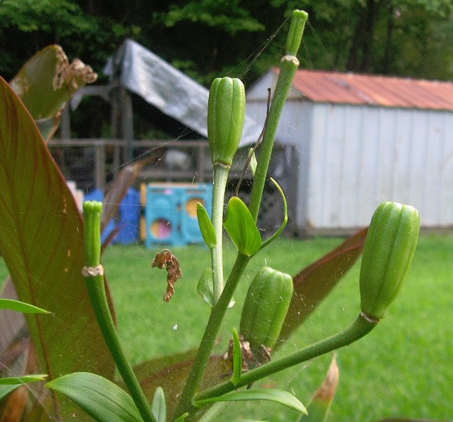 Plants & Such Asiatic Lily Seed Pods
