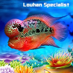 ikan louhan jenong