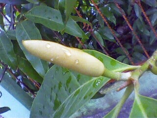 Semua Tentang Bunga Bunga Cempaka