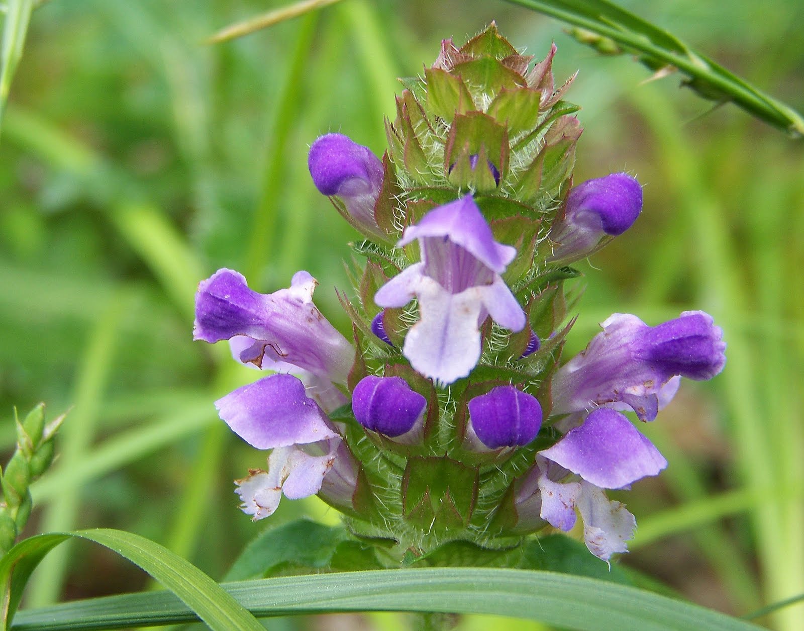 &quot;What�s Blooming Now&quot; Heal All (Prunella vulgaris)