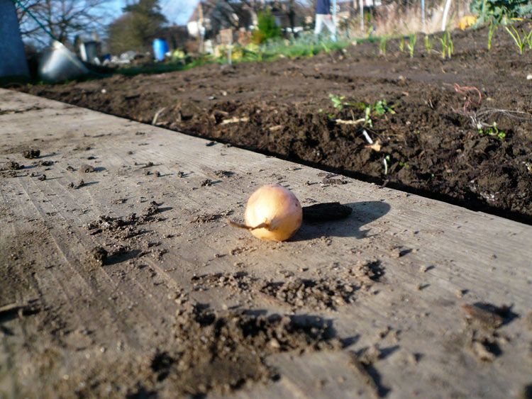 HOW TO GROW ONIONS IN AFRICA The Garden of Eaden