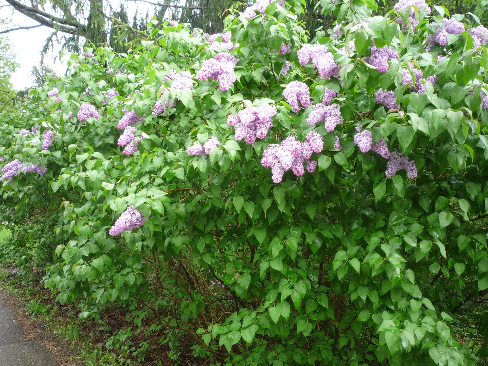 Lilacs on Memorial weekend. South Burlington, Vermont South