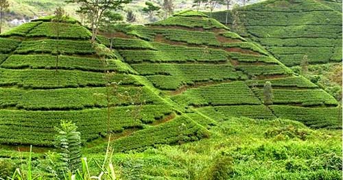 Sustainable Agriculture Definition | Herbal Medicine and ...