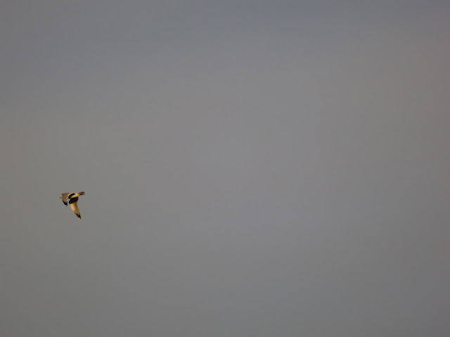 Gull flying out of view on left hand side of solid grey sky