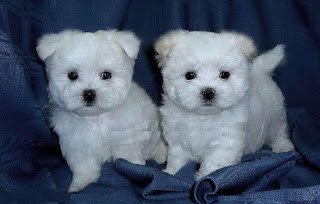 Chihuahua Puppies Picture Chihuahua Puppies Picture