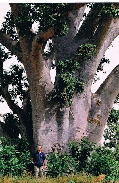 Gran Baobab (Senegal 2003)