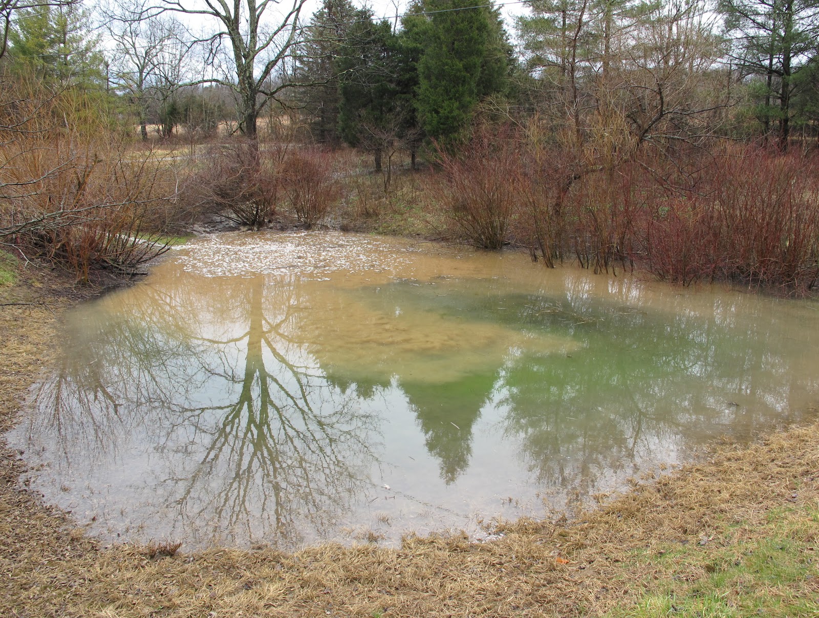 Blue Jay Barrens Mud Flow into Pond