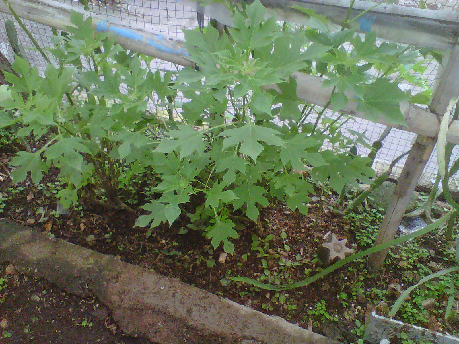 Gambar Tanaman Obat untuk Diabetes