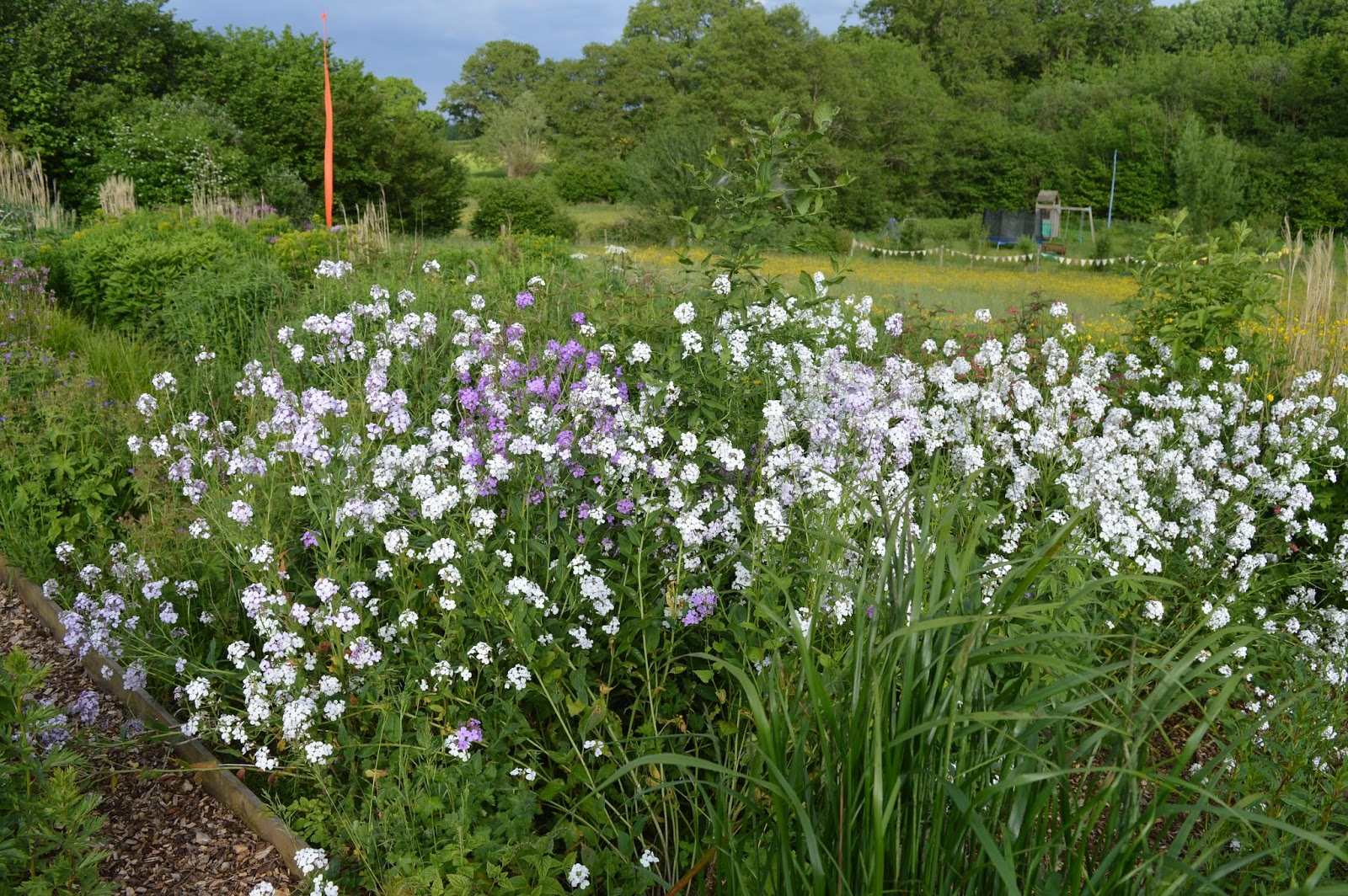 Noel's Garden Blog Selfseeding plants joys and dangers