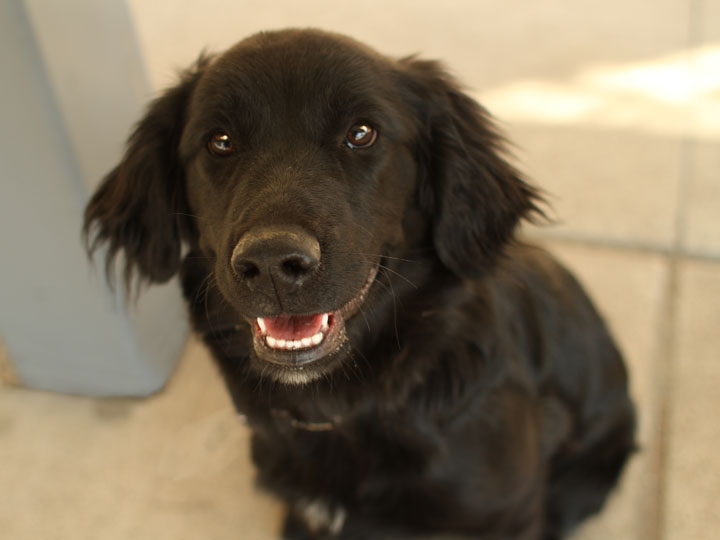 flat haired golden retriever flat coated retriever golden retriever mix www imgkid the image kid has it flat haired golden retriever flat coated retriever golden retriever mix www imgkid the image kid has it