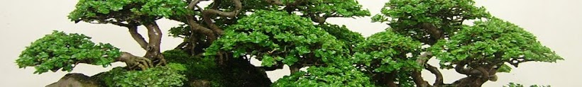 bonsai china bonsai cina chinese japan taiwan taiwanese bonsai trees plants jepang