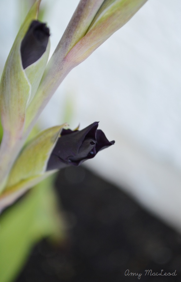 black gladioli bud