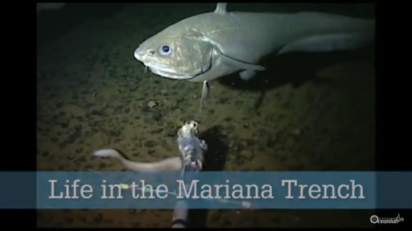 Palung Mariana